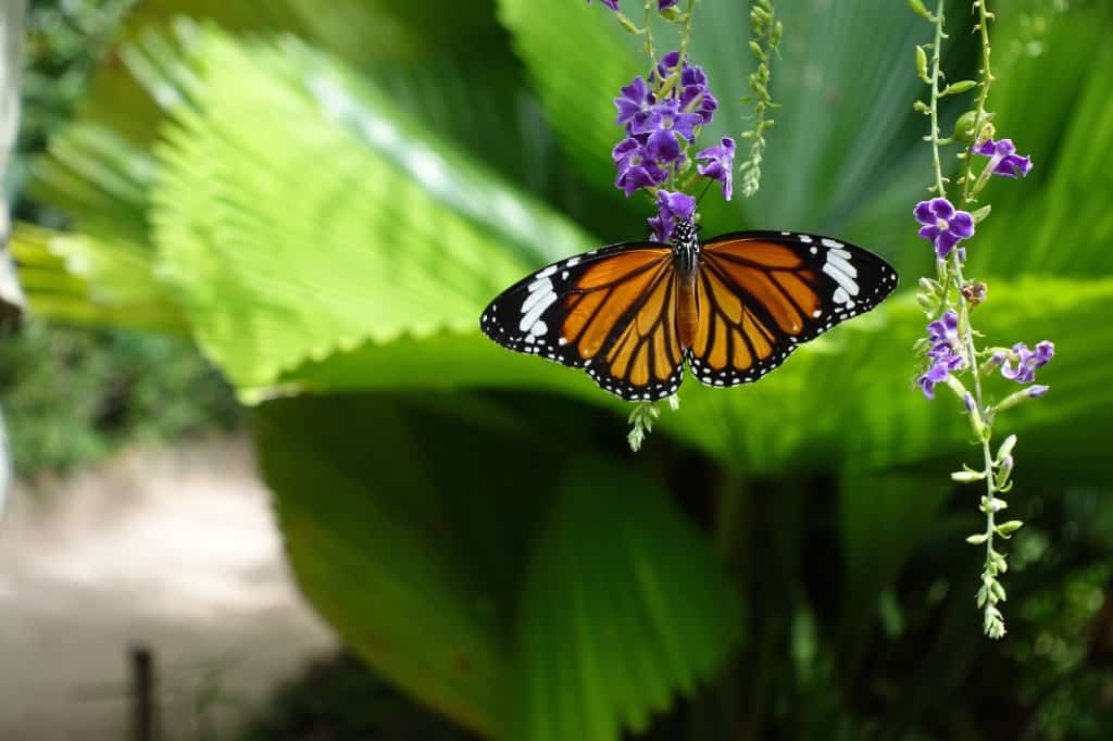 Banteay Srey Butterfly Centre