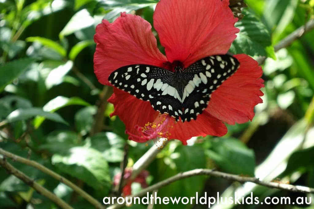 Butterfly Centre 2