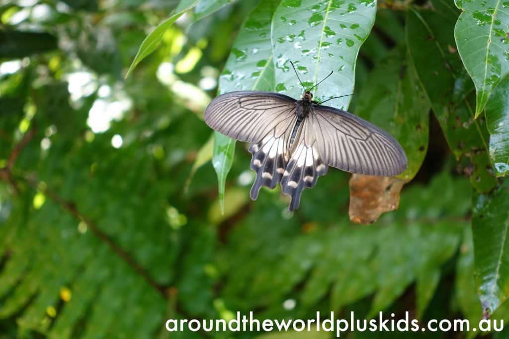 Butterfly Centre