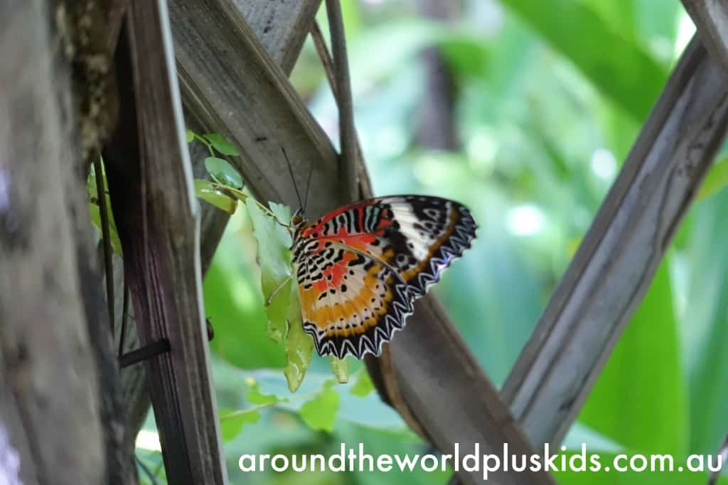 Butterfly Centre 6