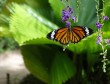 Banteay Srey Butterfly Centre